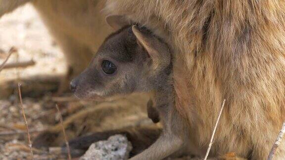 可爱的乔伊岩石沙袋鼠有袋动物袋鼠动物澳大利亚