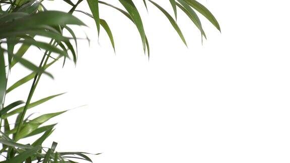 特写绿色棕榈树叶孤立在白色背景自然坐标系装饰