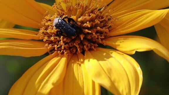一只黑色的花园蜂蝇正在从向日葵的黄色花朵上收集蜂蜜和花粉