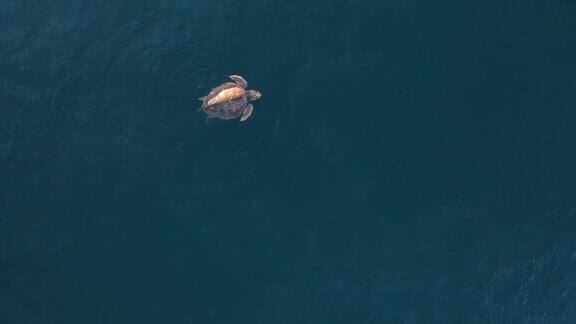 独特的高视角一只大海龟呼吸时漂浮在海洋上