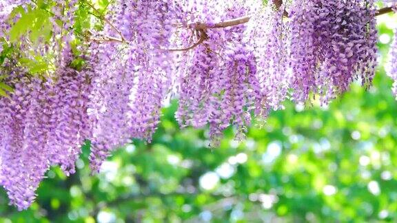 紫藤架(札幌北海道)