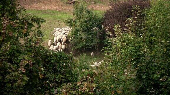 一群羊在森林里的牧场上奔跑