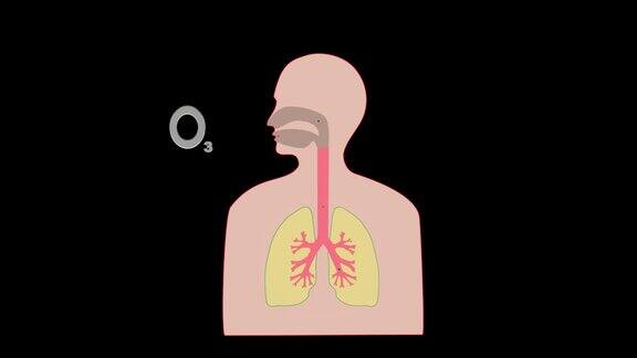 一段显示臭氧进入肺部过程的视频