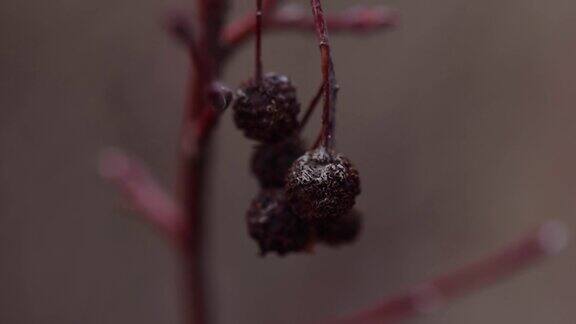 超级近距离观察干燥的浆果在一个灌木在冬天