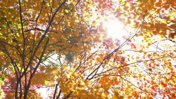 淘金镜头:秋天离开美丽的阳光背景在乌拉班市荻沼池福岛日本