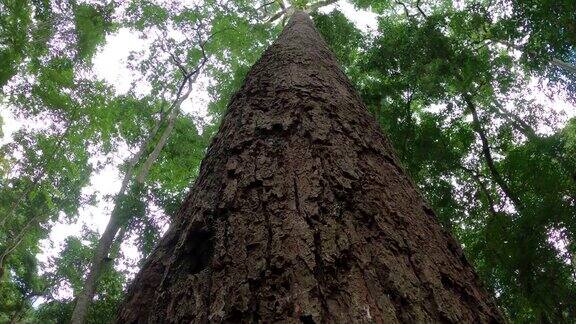 在雨林中寻找一棵树