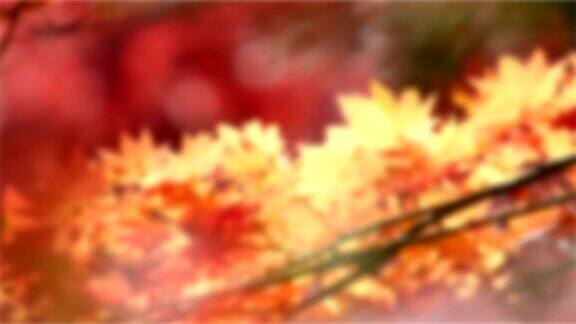 抽象模糊的背景:日本名古屋丰田大原秋红叶