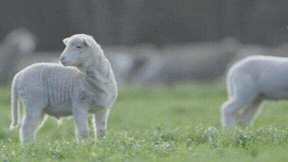 傍晚时分羊群在澳大利亚农场上吃草慢镜头