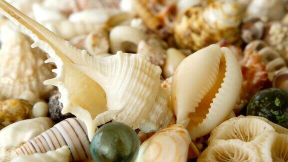 不同的混合彩色贝壳作为背景各种珊瑚海洋软体动物和扇贝壳