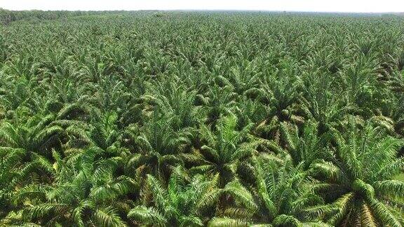 航拍棕榈油种植园