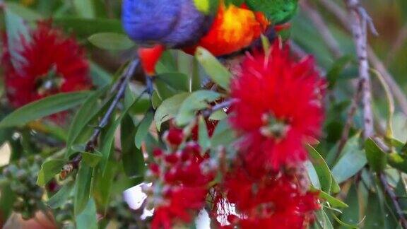 在澳大利亚新南威尔士州悉尼公园郊区彩虹鹦鹉在一棵澳大利亚本土的瓶子灌木丛中喂食