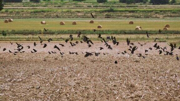 一群野生黑鸟飞过收割的粮田寻找食物