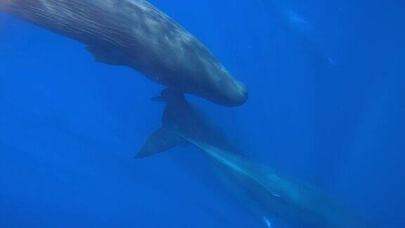 斯里兰卡2022年海平面上抹香鲸群的水下视图