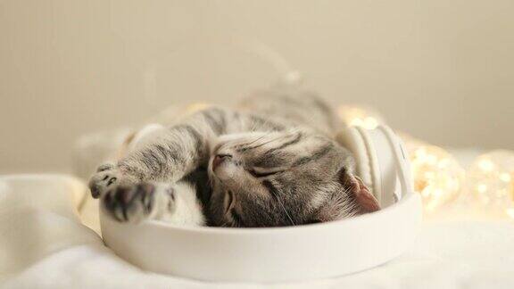 一只灰色的小猫抱着一个闪烁的花环睡在白色的床上节日气氛