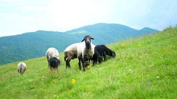 羊吃山上的草
