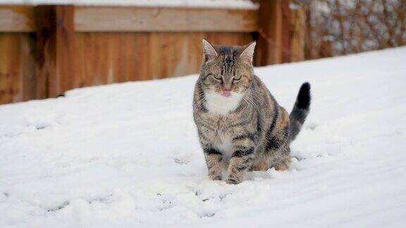 猫在雪中玩耍