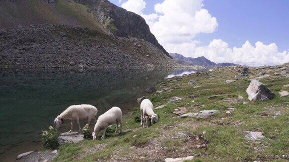 在夏季的云景在田园诗般的高山湖泊与羊群靠近上plender承租人湖Kühtai蒂罗尔奥地利