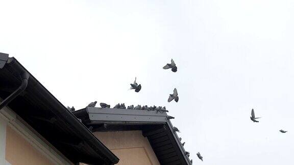 鸟群从屋顶上起飞