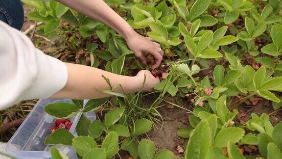 年轻的农民在花园里采摘成熟的有机草莓