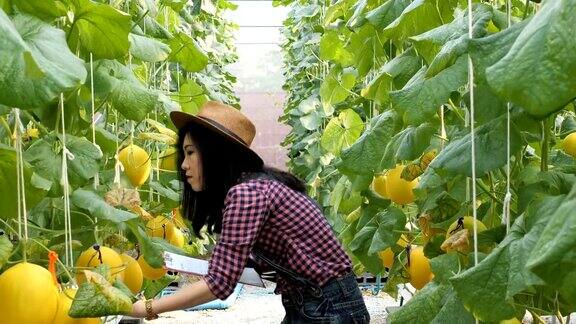 女农民在瓜园地内检查并写下纸条