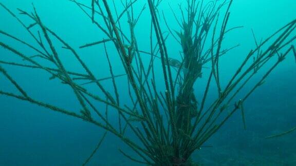 竹子构成人工礁