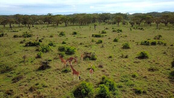 纳库鲁湖国家公园非洲大草原长颈鹿一家的鸟瞰图