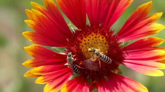微距摄影蜜蜂和花朵