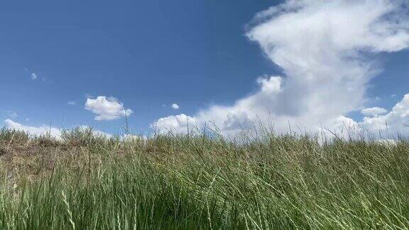 多云的吹草有风的晴天春风自然田野风高草地杂草流动视频树叶天气草背景宁静微风背景