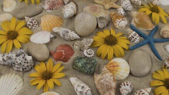 旋转美丽的大海背景与雏菊特写镜头沙滩上有贝壳、海星、花和石头旅游