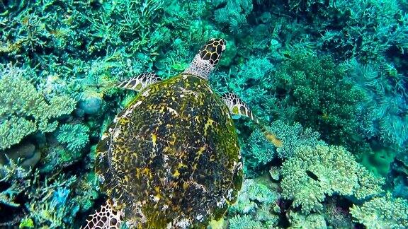 在印度尼西亚西巴布亚岛拉贾安帕克里岛的硬珊瑚礁和软珊瑚礁上游过的玳瑁海龟