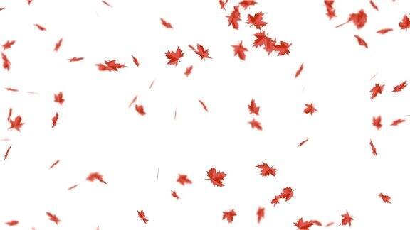 红红的秋叶