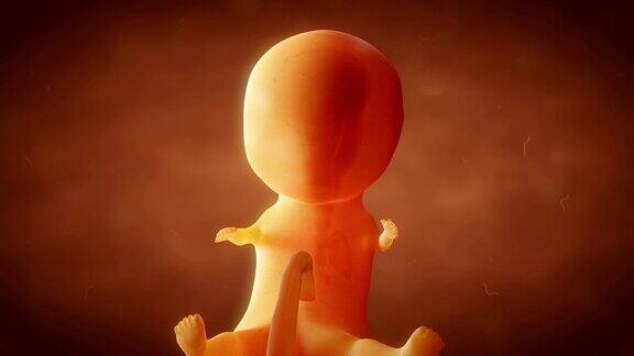 人类胚胎和胎儿的生长