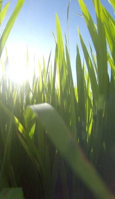 垂直的绿稻田太阳透镜闪光
