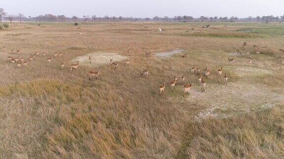 鸟瞰图羚羊群奔跑在奥卡万戈三角洲与4x4狩猎车在背景博茨瓦纳