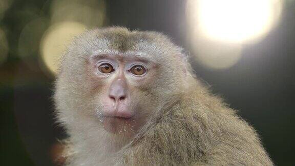 这只猴子生活在泰国KhaoYai国家公园的森林里慢镜头