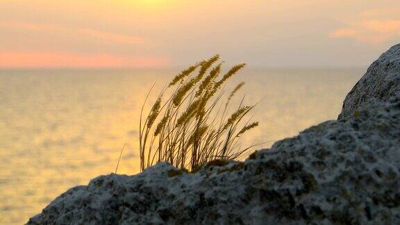 一簇草随风飘动海面上的夕阳