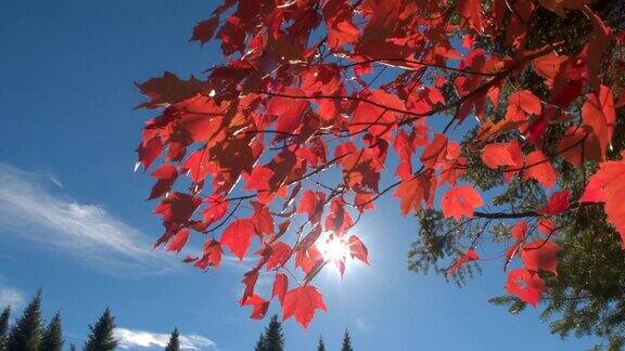 近距离观察:枫叶树枝上覆盖着红色的秋叶