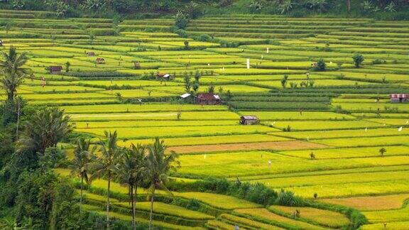 巴厘岛的LS稻田