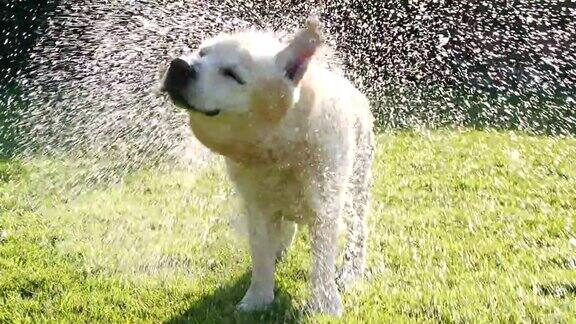 金色拉布拉多犬甩水的慢动作