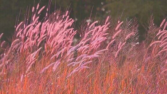 红草花随风在草地和夕阳中摇曳