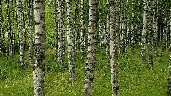 俄罗斯风景白桦林