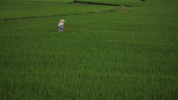 在稻田里工作的农民