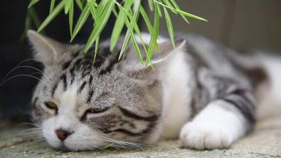 近距离睡觉的可爱的猫与银竹树ThyrsostachyssiamensisGamble