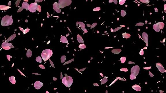 粉红色的玫瑰花瓣落在透明的背景上
