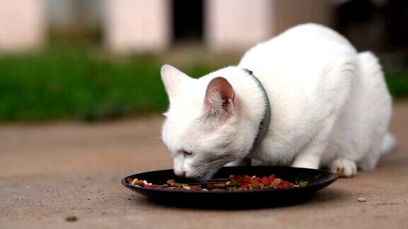 白猫在地板上吃东西