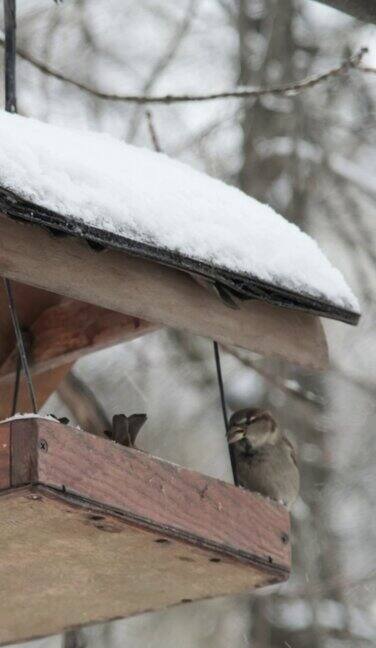 垂直视频:在降雪的背景下家养麻雀在雪下啄食