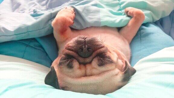 可爱的哈巴狗躺在床上睡觉裹着毯子在慵懒的时候打呼噜
