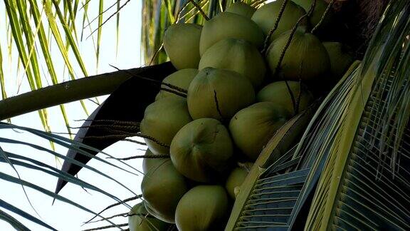 椰子在树