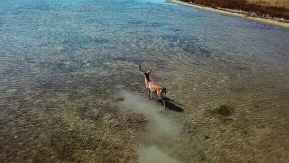 鸟瞰图的鹿在湖岸