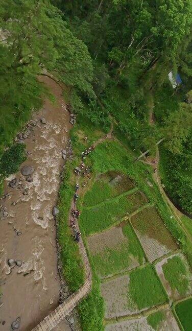 垂直视频热带雨林郁郁葱葱树顶植被小河流